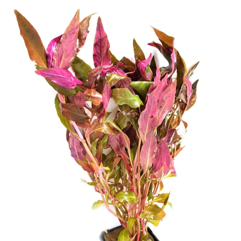 Alternanthera reineckii (emersed)