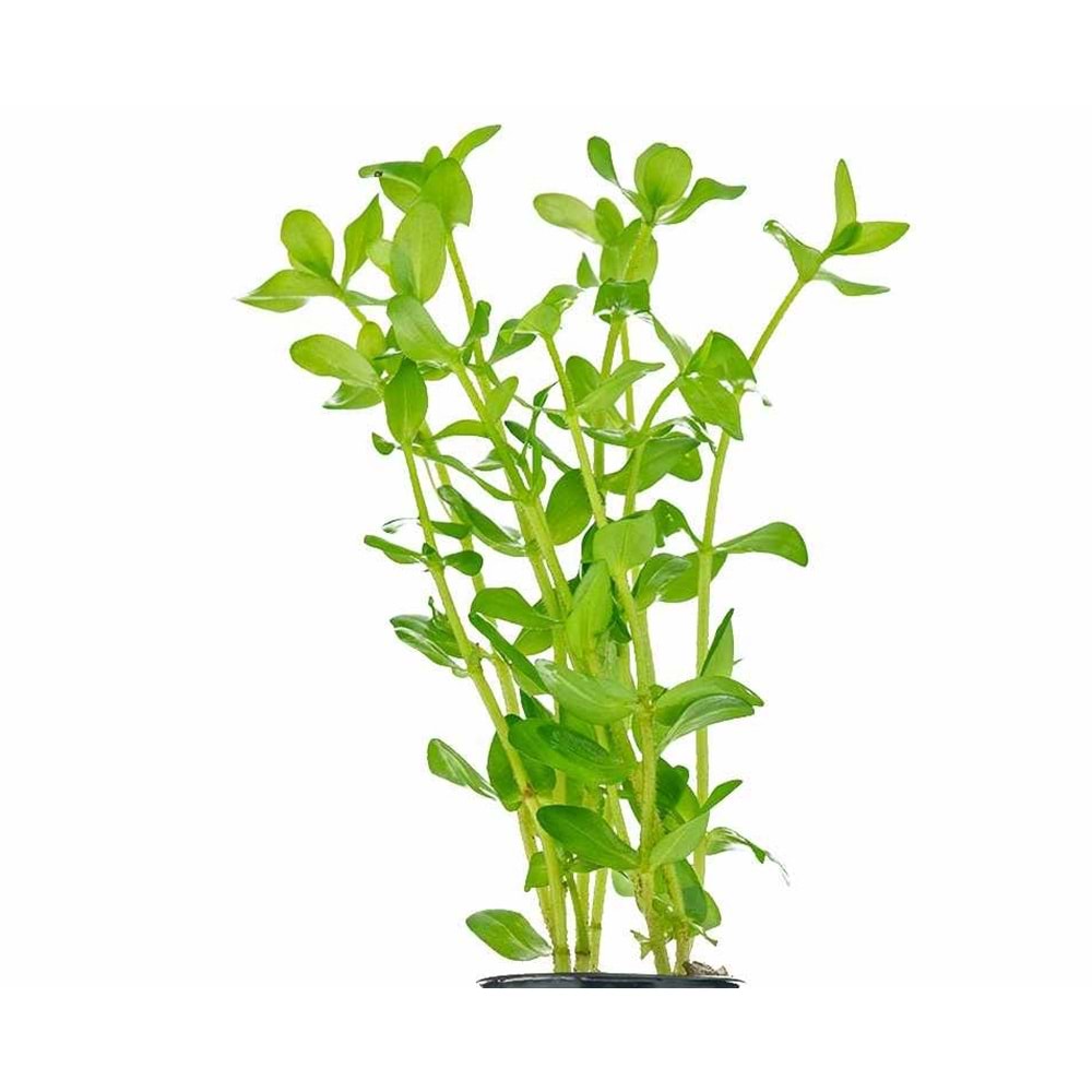 Bacopa caroliniana (emersed)