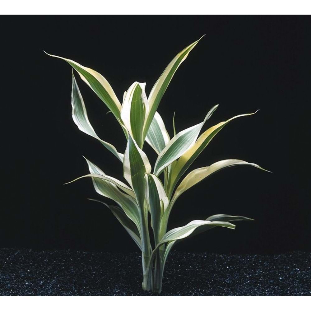 Dracaena sanderiana white