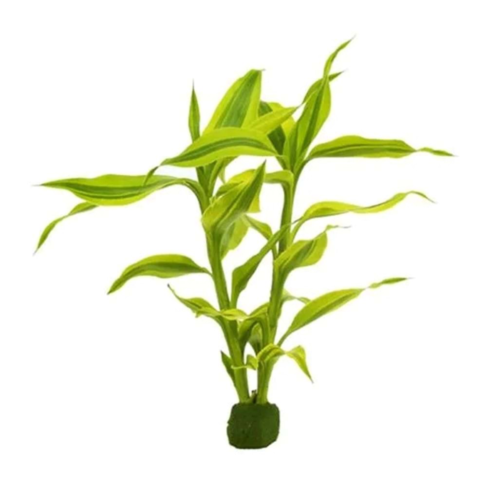 Dracaena sanderiana golden