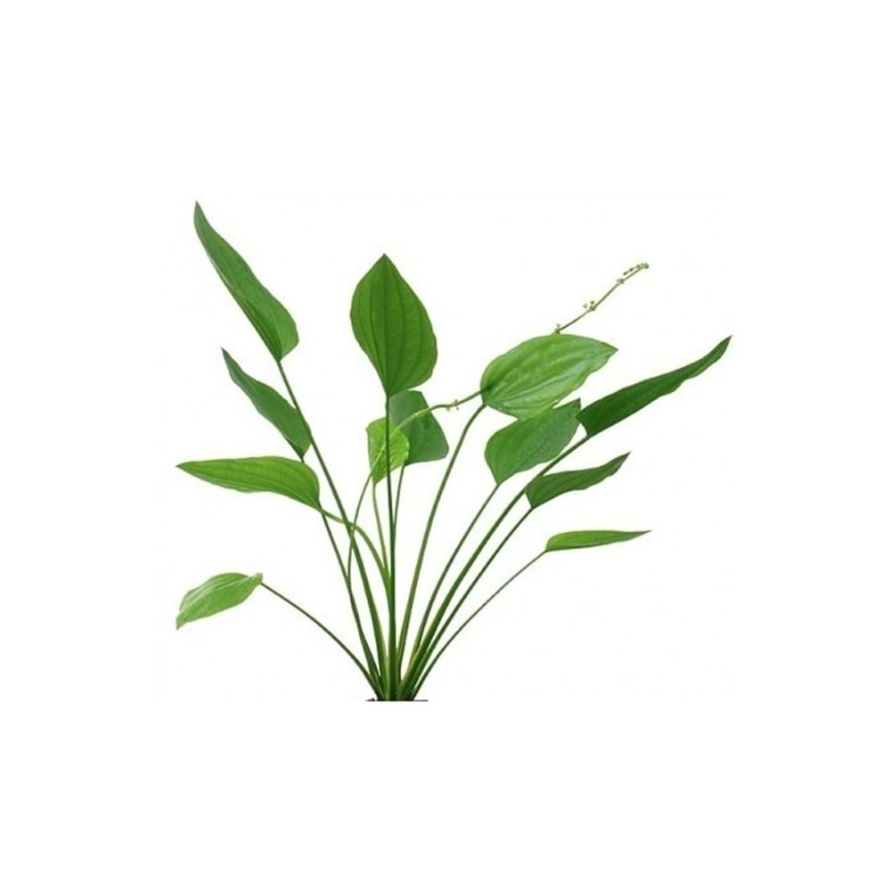 Echinodorus argentinensis