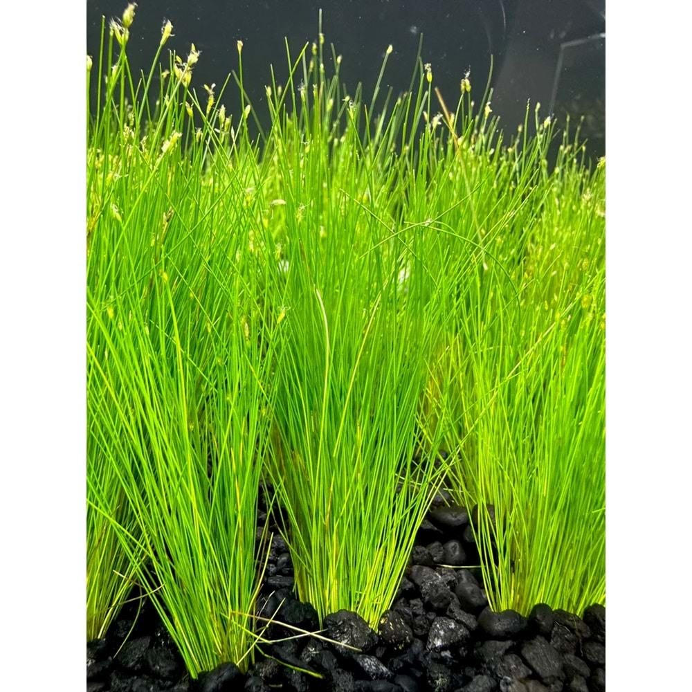 Eleocharis parvulus