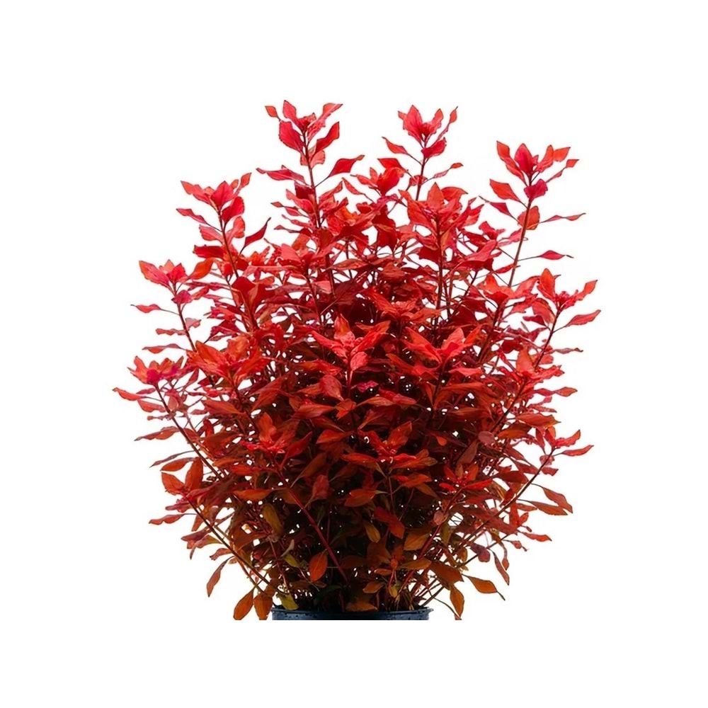 Ludwigia palustris red