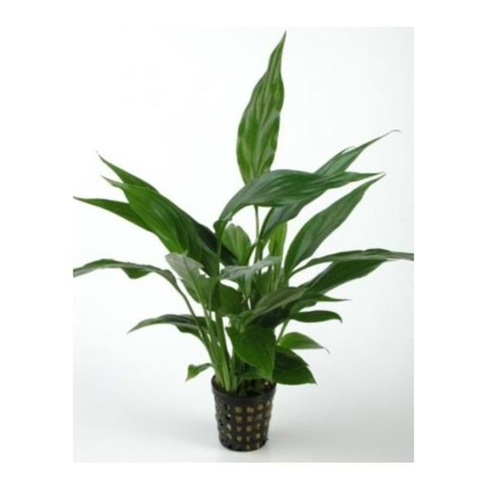 Spathiphyllum wallisii(saksısız)