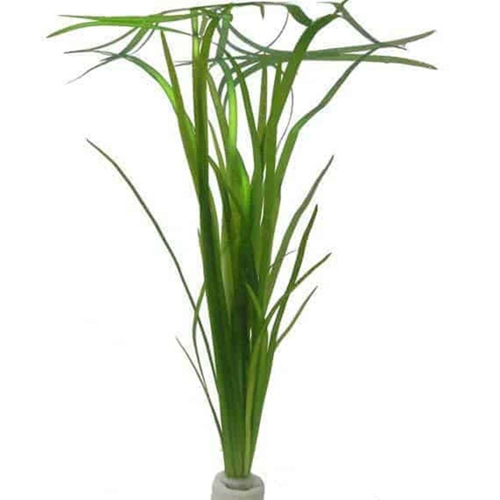 Vallisneria americana 'natans'