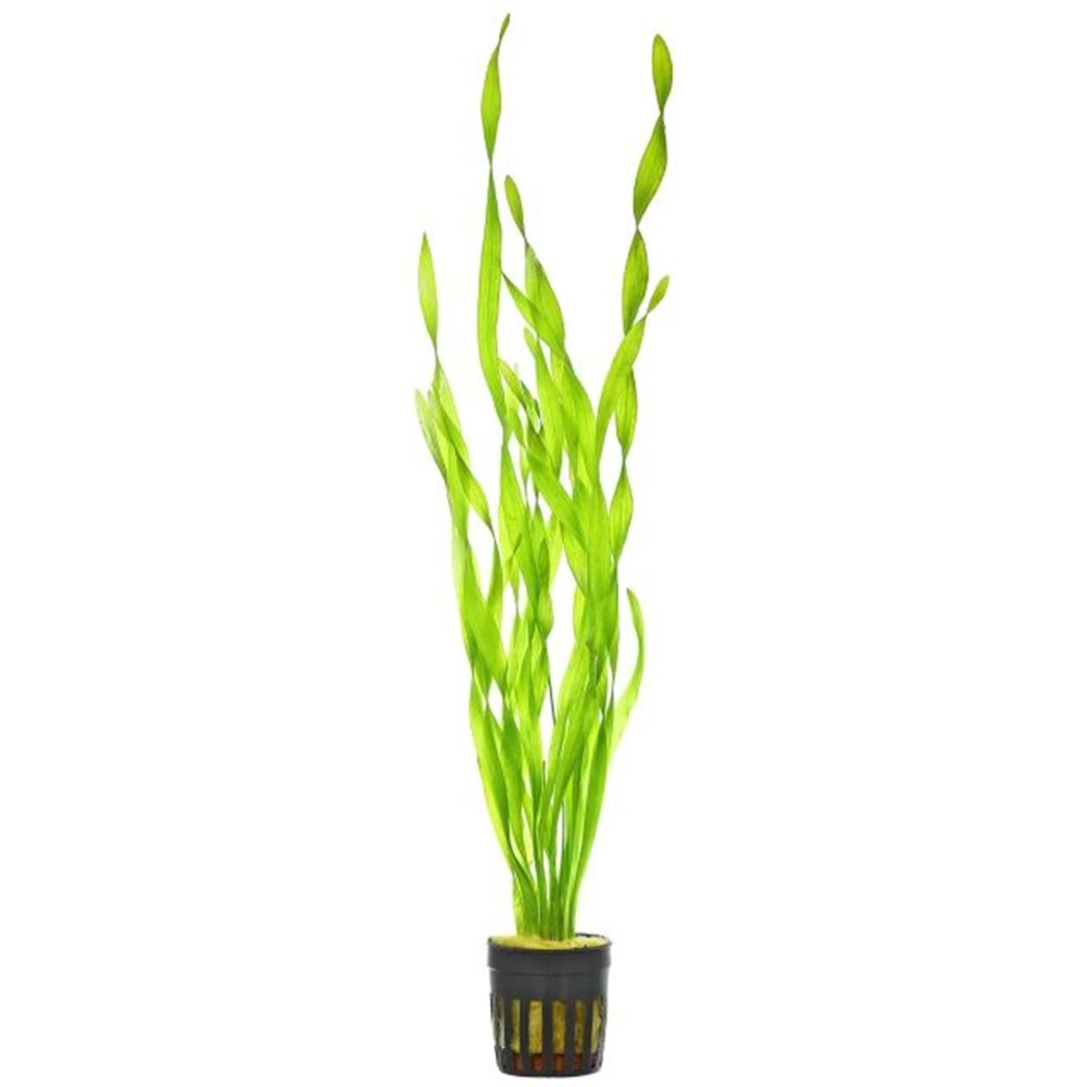 Vallisneria spiralis