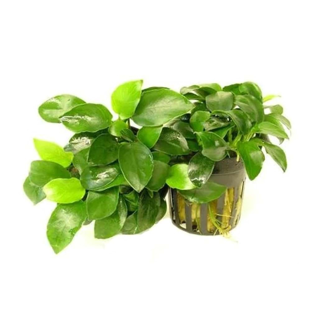 Anubias nana (Not Send Japan)